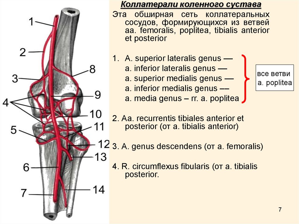 Артериальная сеть коленного сустава схема