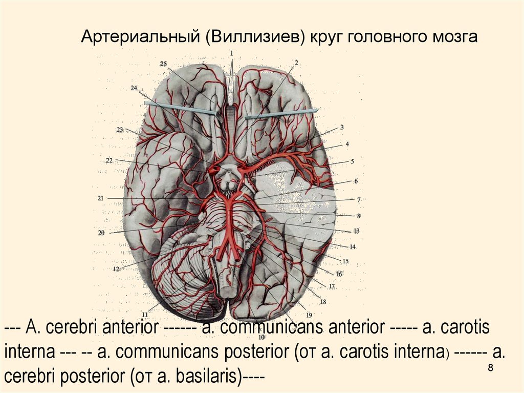 Артерии круг головного мозга. Артериальный Виллизиев круг большого мозга. A Cerebri anterior. Виллизиев круг в головном мозге. Arteria Cerebri anterior анатомия.