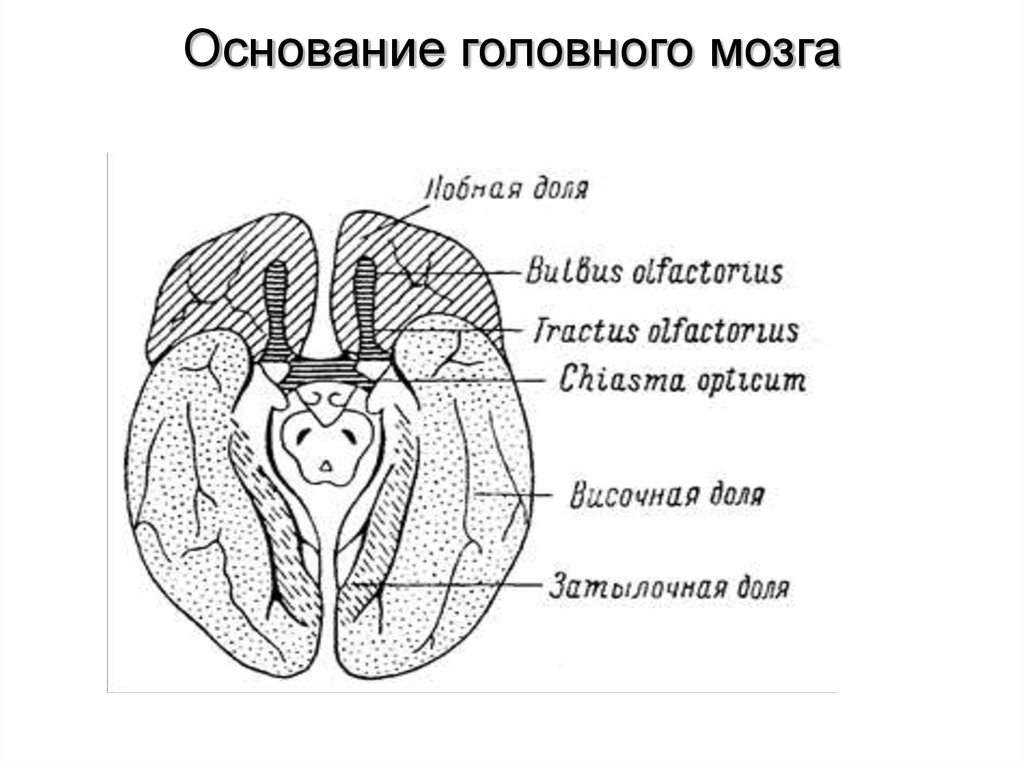 Основание мозга. Основание головного мозга. Основание мозга схема. Основание головного мозга доли. Основание головного мозга его элементы.