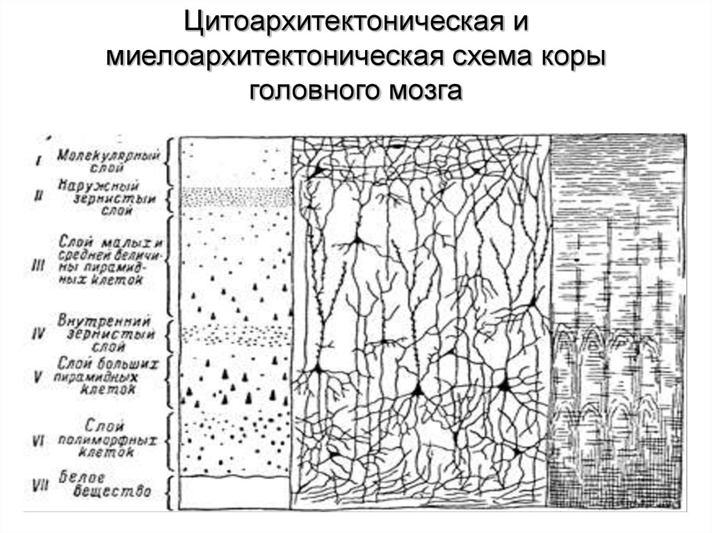 Схема слоев коры больших полушарий