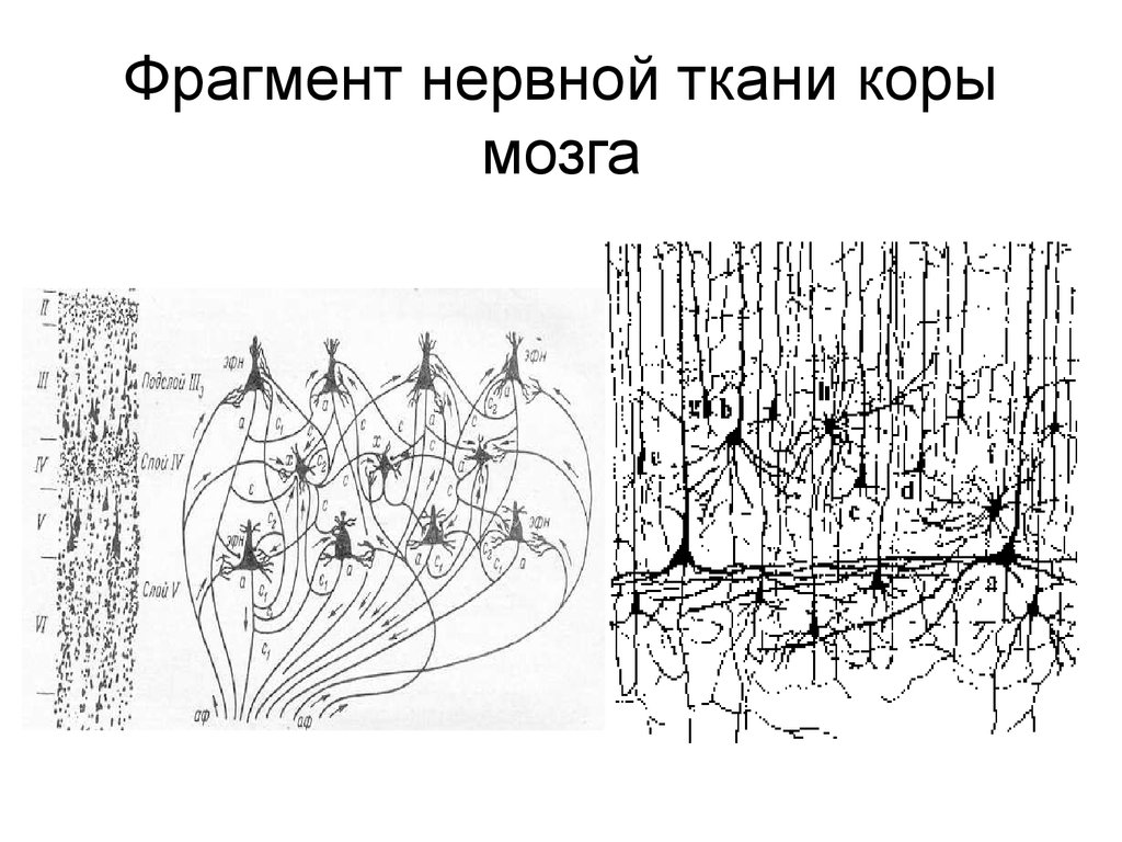 Слои нейронов. Нейронные сети коры. Ткань коры мозга. Нейронный состав коры мозга. Нейронные сети коры физиология.