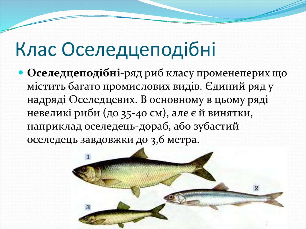 Якою є. Отряд угреобразные представители. Представники риби. Угреобразные представители.