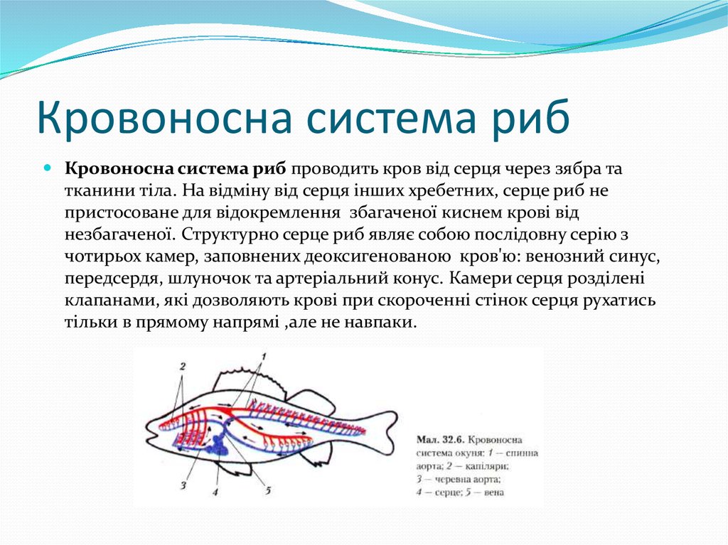 Кровоносна система риб