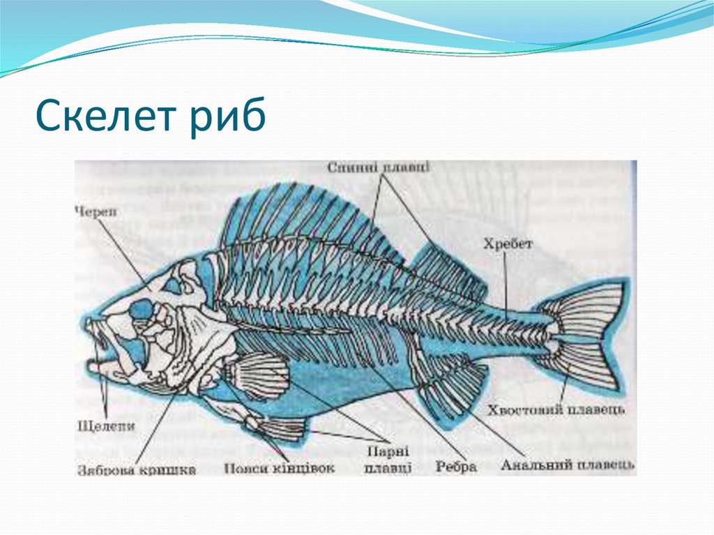 Внешнее строение рыбы 7 класс рисунок