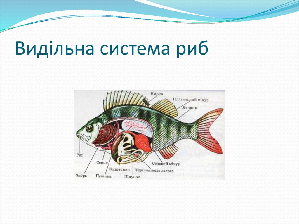 Видільна система риб