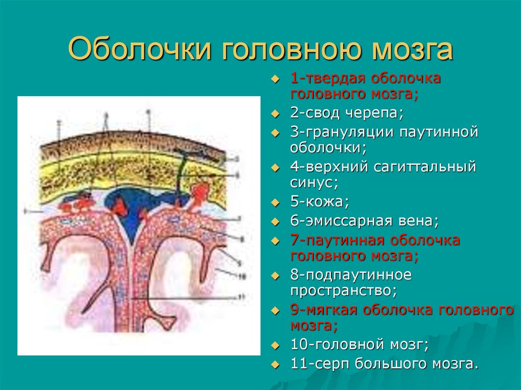 Три оболочки мозга