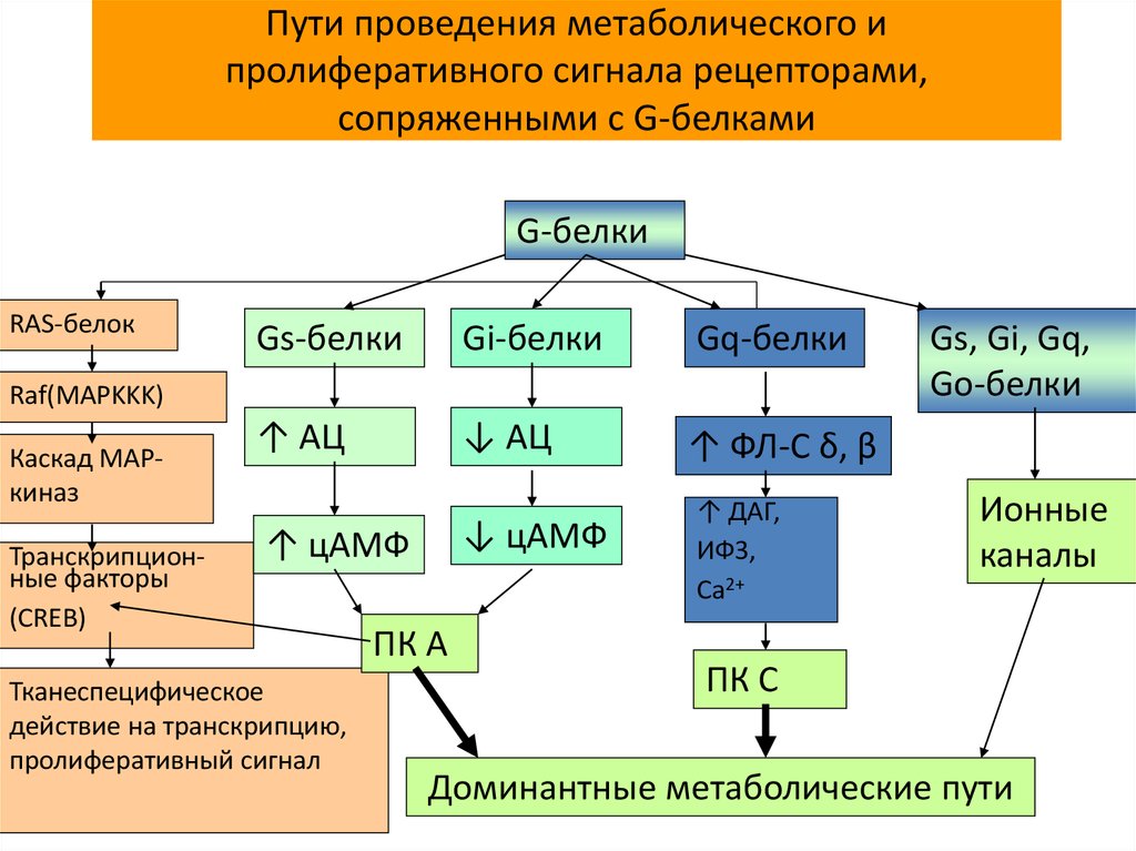 Внутриклеточный метаболизм глюкозы схема