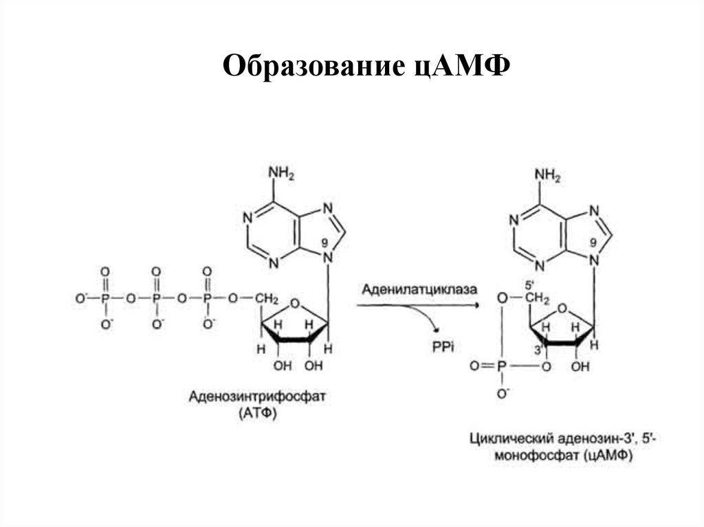 Образование атф. 3 5 ЦАМФ. АТФ В ЦАМФ реакция. Реакции образования АТФ И амф.. ЦАМФ формула биохимия.