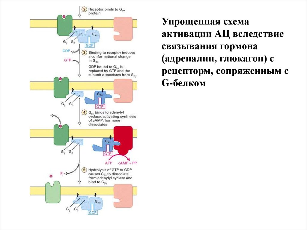 Активационная терапия схема