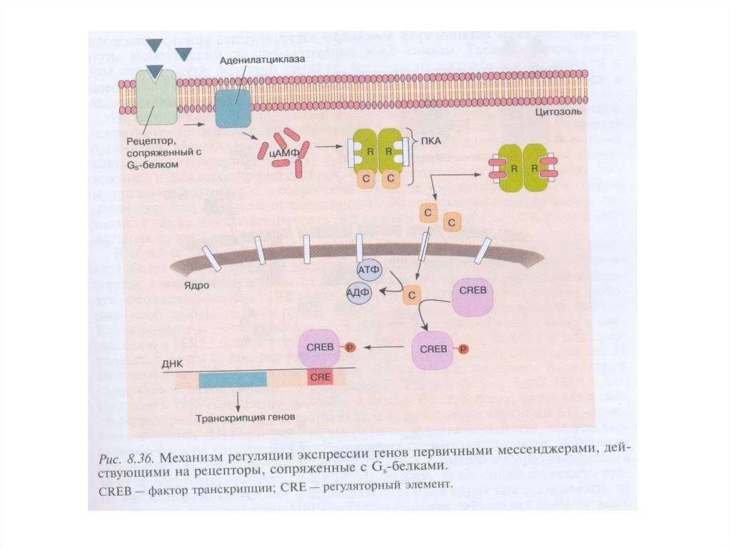 Транспорт белков внутриклеточный. Внутриклеточные каскады. Внутриклеточный каркас. Внутриклеточного ответного каскада. Транскрипционный фактор CREB.