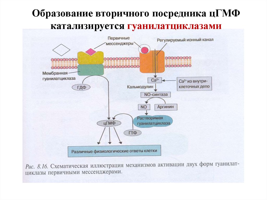 Внутриклеточным катионом является. Гуанилатциклазная система биохимия схема. Гуанилатциклазная система передачи сигналов. Гуанилатциклазный механизм действия гормонов. Гуанилатциклазный механизм действия гормонов схема биохимия.