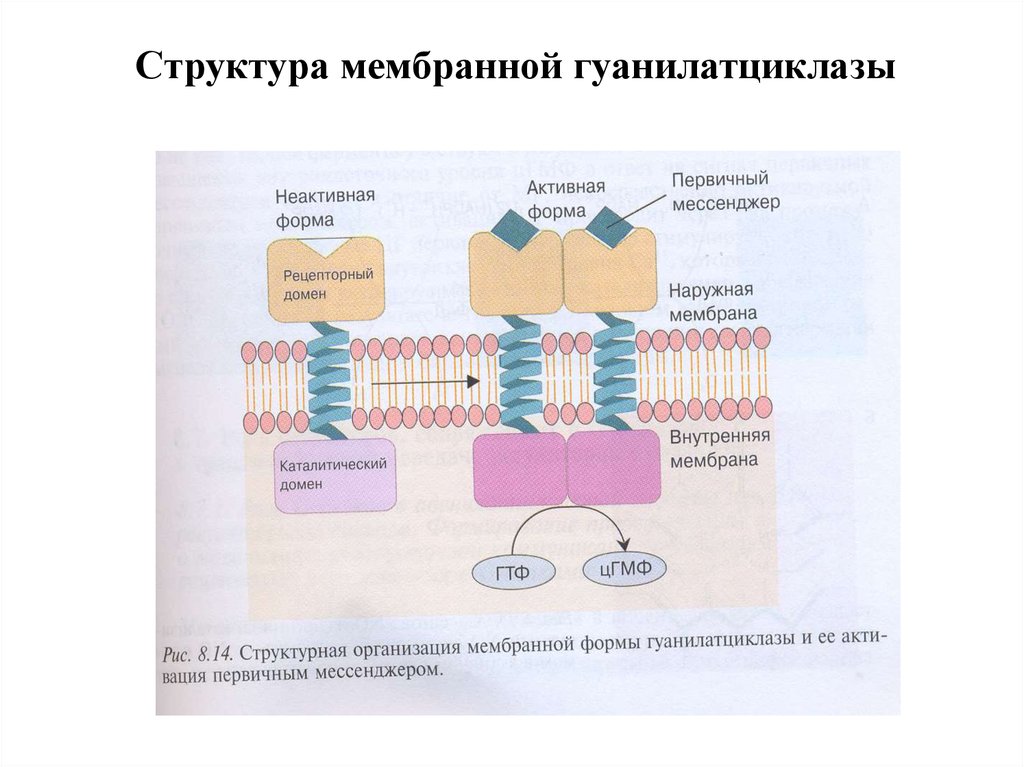 Мембрана форма. Мембраносвязанная гуанилатциклаза. Гуанилатциклаза (виды, строение).. Строение гуанилатциклазы. Структура гуанилатциклазы.