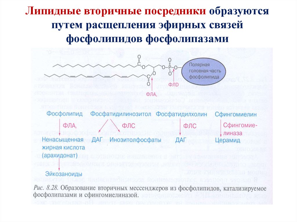 Вторичные посредники. Липидные вторичные посредники. Расщепление фосфолипидов. Липидные вторые посредники. Расщепление эфирной связи.