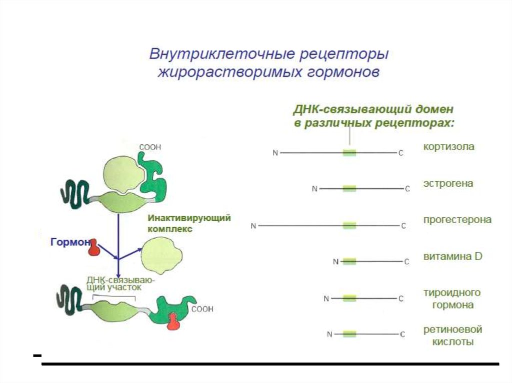 Схема внутриклеточной рецепции гормонов для которых характерен внутриклеточный тип рецепции