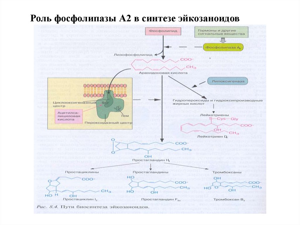 Простагландины схема синтеза