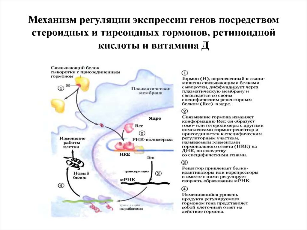 Клеточную локализацию ретиноидных рецепторов. Гормональная регуляция экспрессии генов. Механизм действия стероидных и тиреоидных гормонов. Механизмы регуляции экспрессии генов. Роль гормонов в регуляции экспрессии генов.