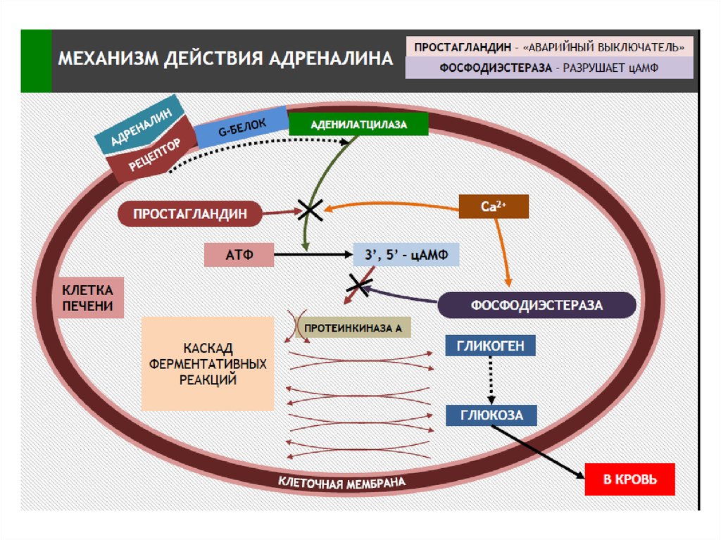 Скор механизм действия. Схема действия адреналина. Механизм действия адреналина на клетки. Схема действия Ренгалина. Механизм гипергликемического действия адреналина.