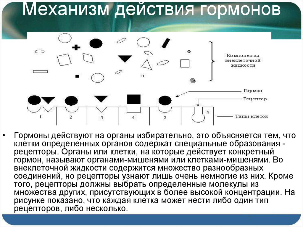 Эффект гормональных