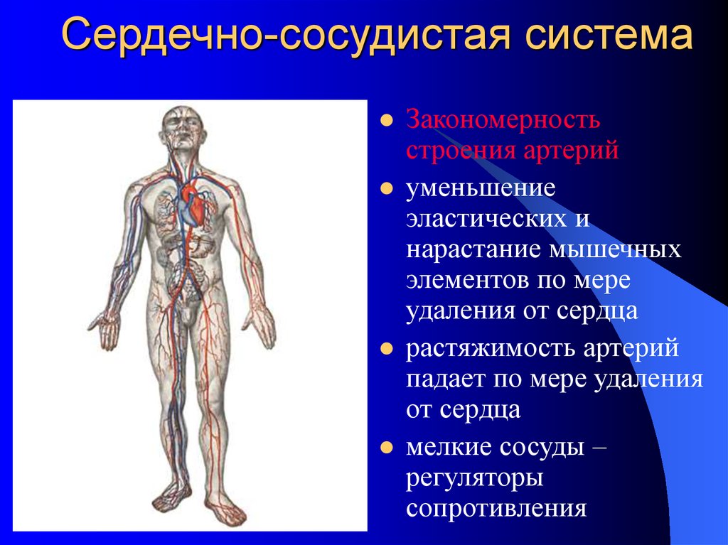 Тема сердечно сосудистая система. Сердечно сосудистая система. Сосудистая система человека.