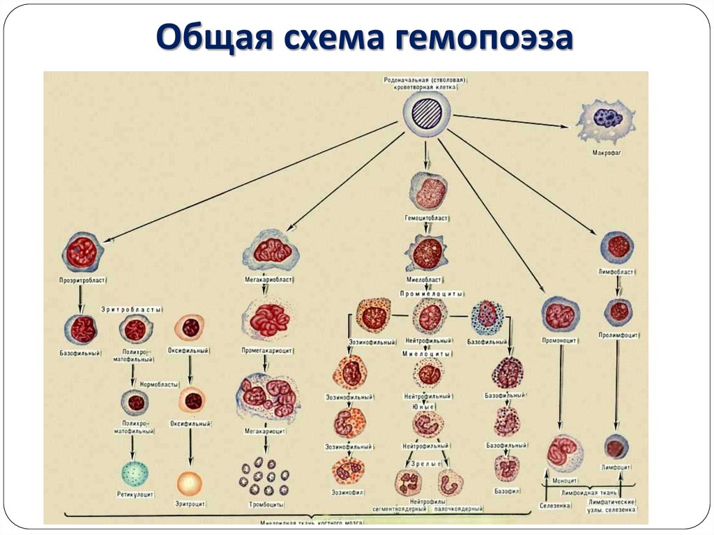 Схема клеток крови