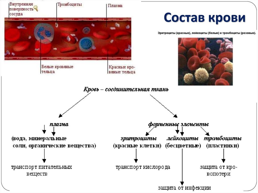 Фермент тромбоцитов. Структура крови схема. Строение крови компоненты и функции. Кровь человека строение и функции. Анатомия состав крови функции крови.