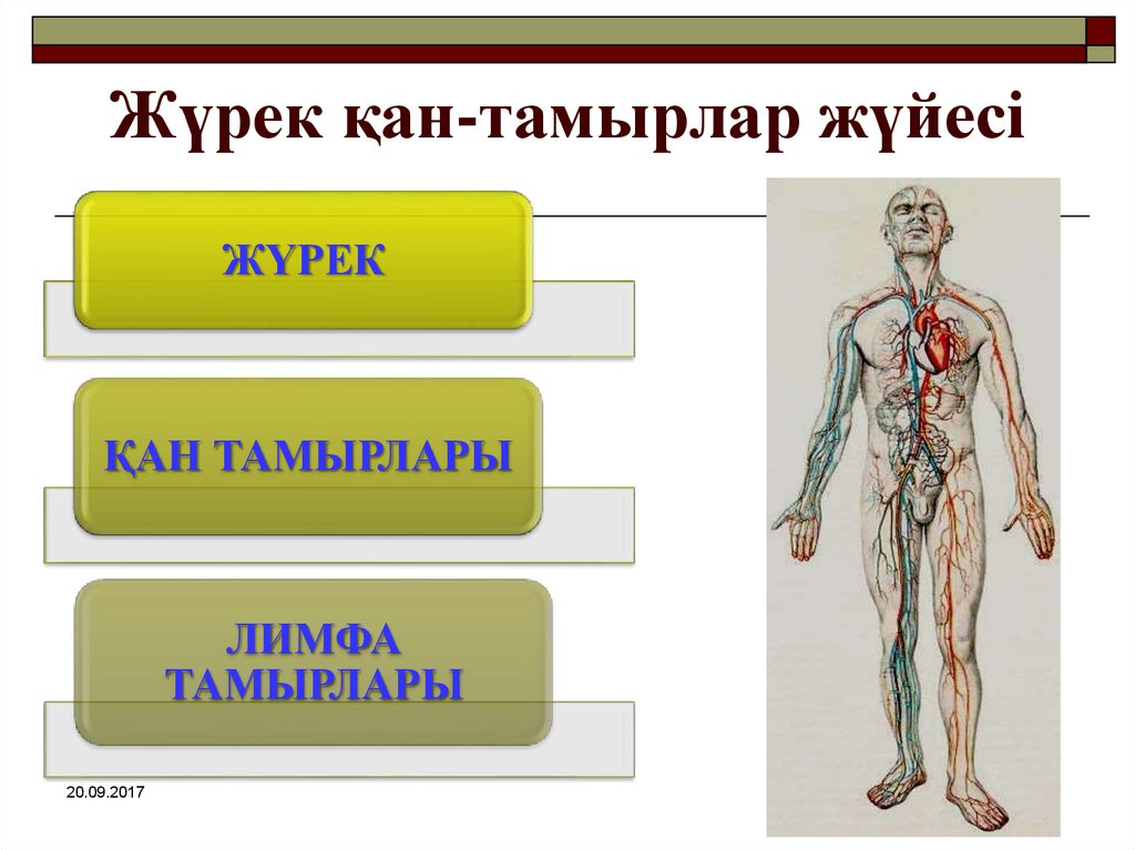 Жүрек құрылысы презентация