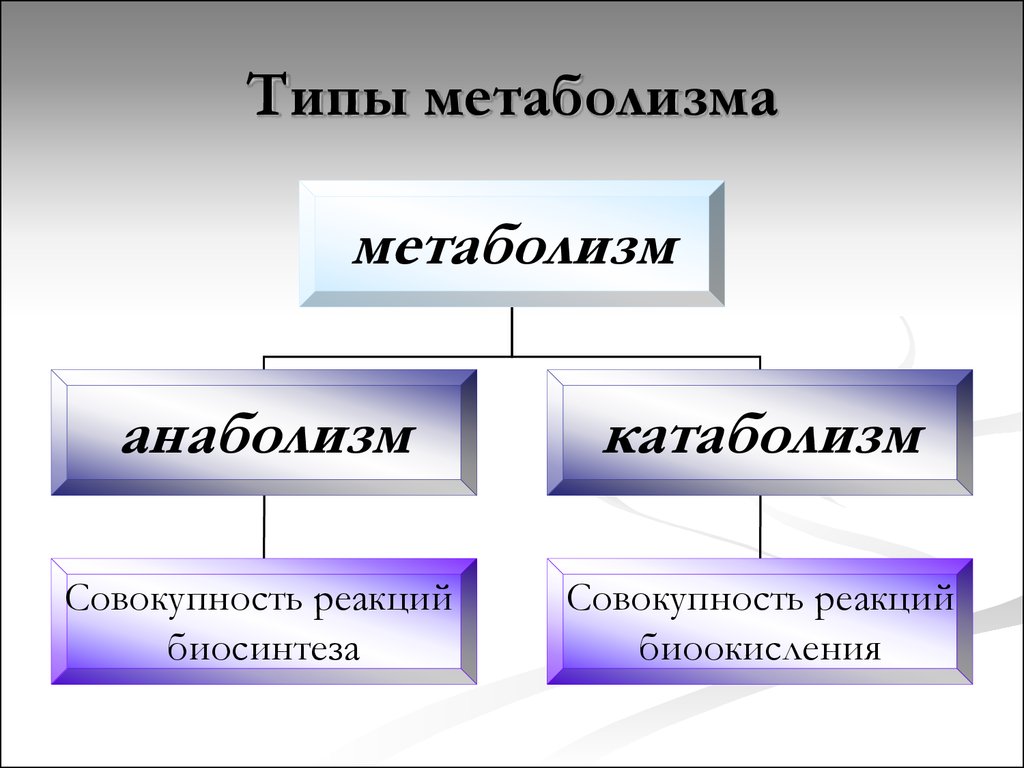 Вид протекать. Типы обмена веществ. Виды метаболизма. Типы обмена веществ у человека. Основные типы метаболизма.