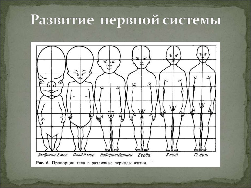 Поэтапное развитие ребенка. Развитие нервной системы. Поэтапное развитие нервной системы человека. Развитие нервной системы плода. Нервы развитие.