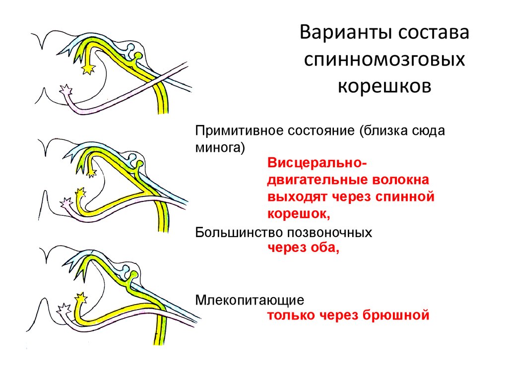 Схема формирования спинномозгового нерва