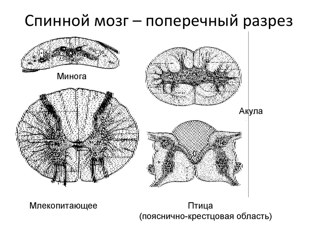 Спинной мозг поперечный. Поперечный разрез спинного мозга. Схема строения спинного мозга на поперечном разрезе. Спинной мозг разрез поперечный разрез. Горизонтальный разрез спинного мозга.