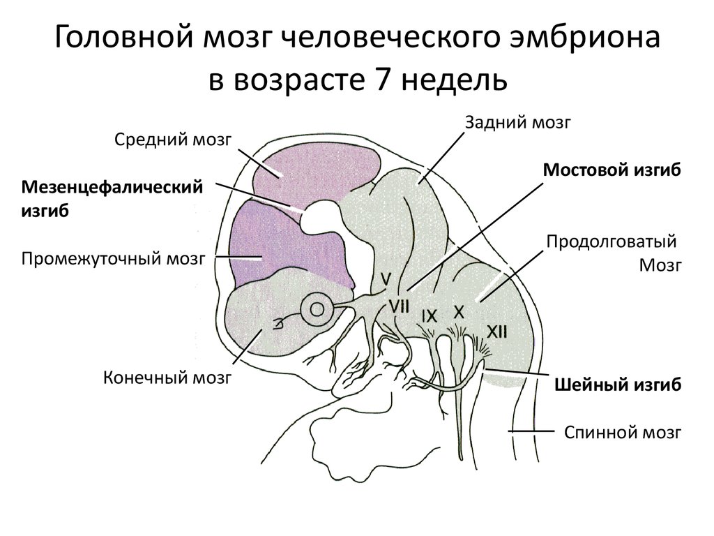Продолговатый изгиб. Схема развития головного мозга человека фронтальный разрез. Развитие головного мозга эмбриона человека. Внутриутробное формирование мозга.