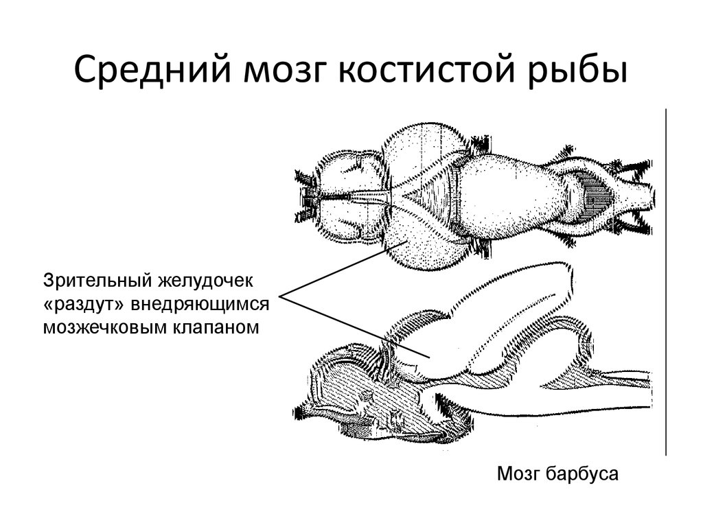 Размер мозга рыбы. Головной мозг костных рыб. Желудочки мозга у костных рыб. Строение головного мозга рыбы. Мозг рыбы строение.