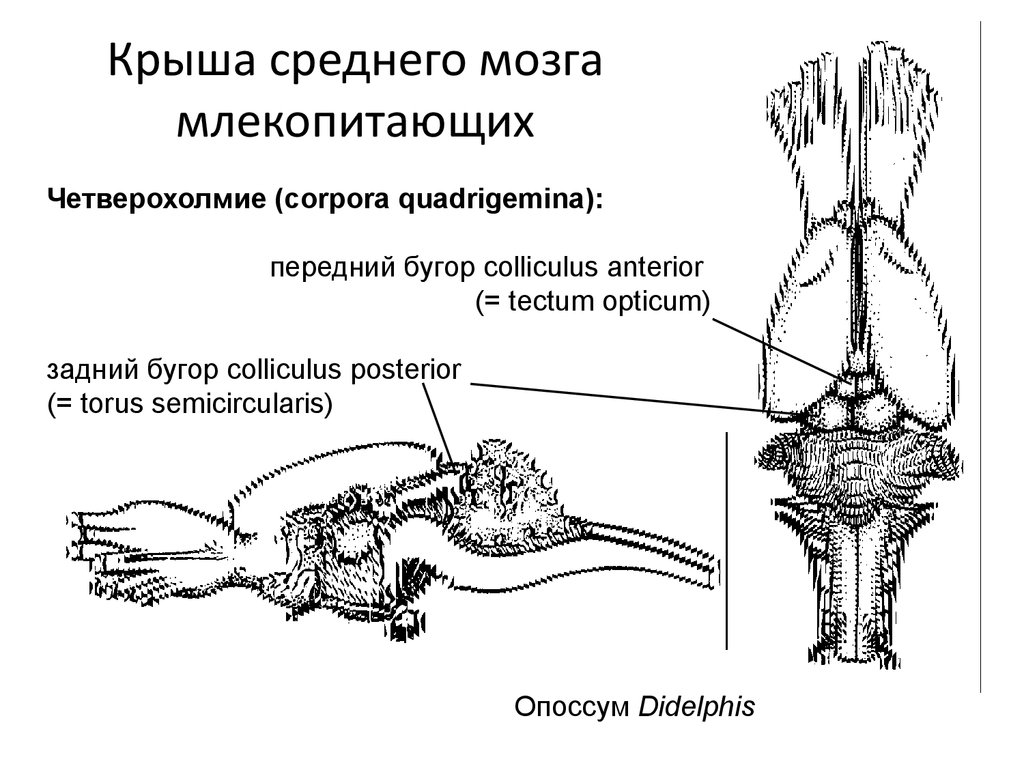 Промежуточный мозг млекопитающих. Средний мозг четверохолмие крыша. Крыша четверохолмия среднего мозга. Мозг млекопитающих. Крышу среднего мозга (Tectum mesencephali) представляют:.