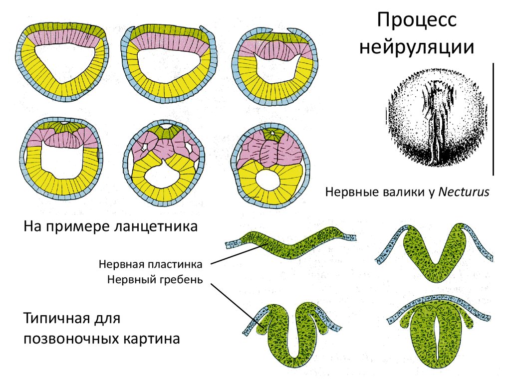 Нейрула ланцетника рисунок