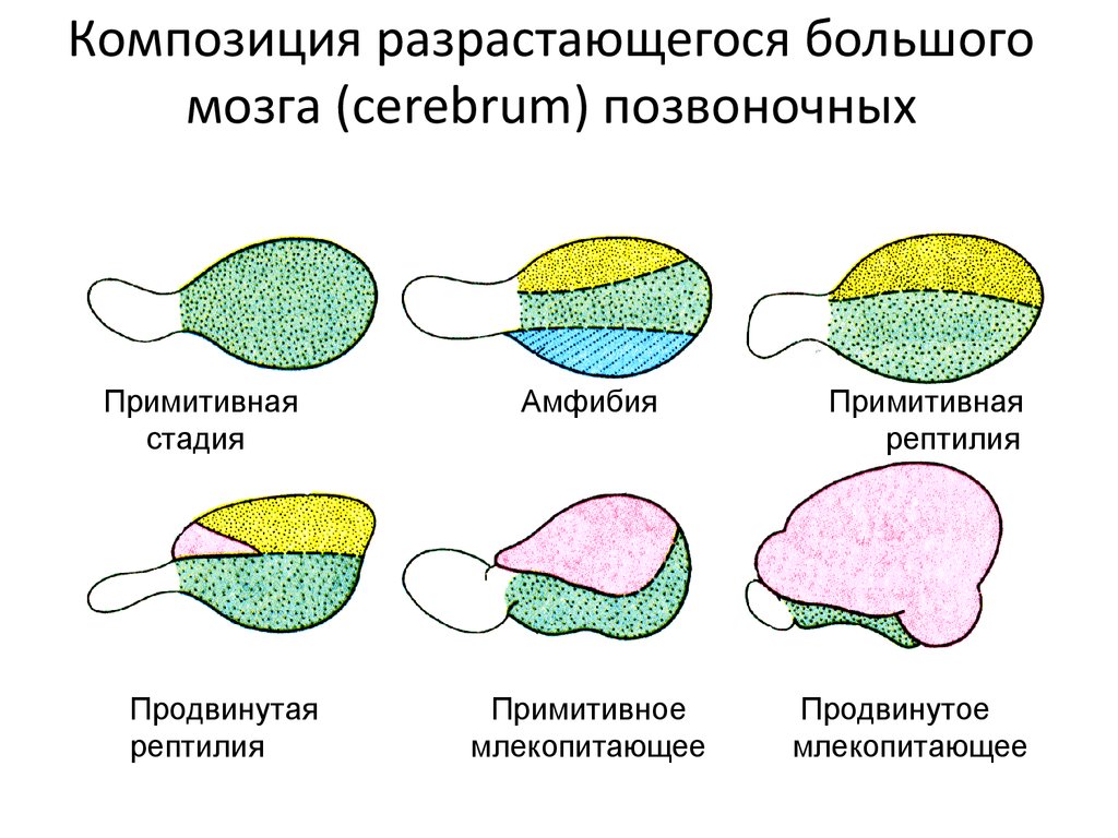 Разрастаться. Примитивная стадия мозга.