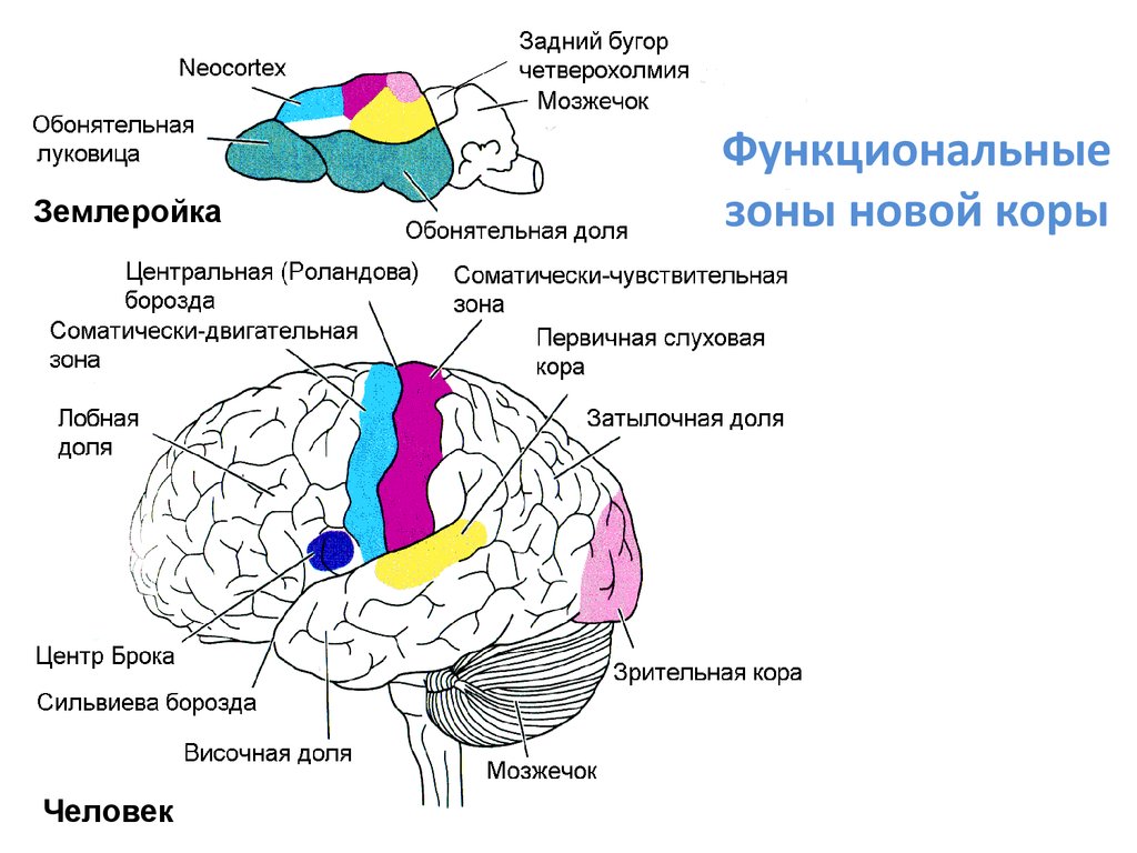 Функциональные зоны мозга. Сильвиева борозда головного мозга. Функциональные зоны коры. Функциональные корковые зоны.