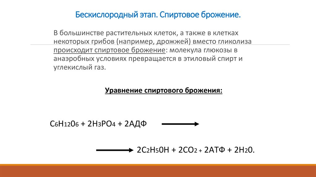 В бескислородных условиях живет. Этапы спиртового брожения. Спиртовое брожение бескислородный этап. Этапы спиртового брожения в клетках дрожжей. Где происходит спиртовое брожение.