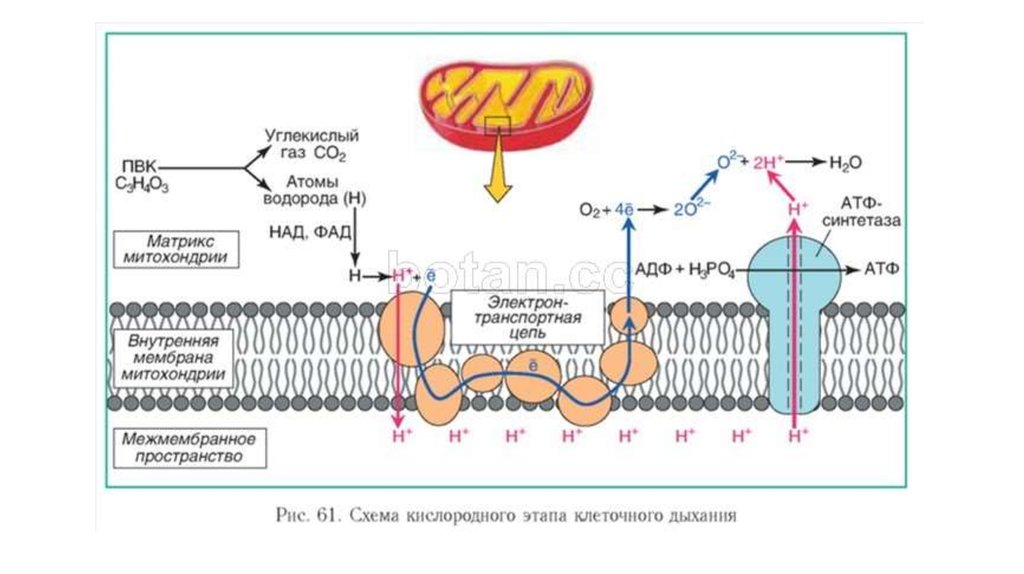 Митохондрия аэробный. Схема клеточного дыхания в митохондриях. Кислородное дыхание схема. Схема кислородного этапа клеточного дыхания. Синтез АТФ В митохондриях схема.