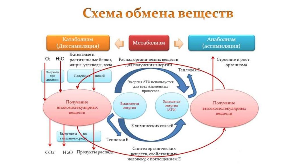 Схема обмена веществ человека - 93 фото