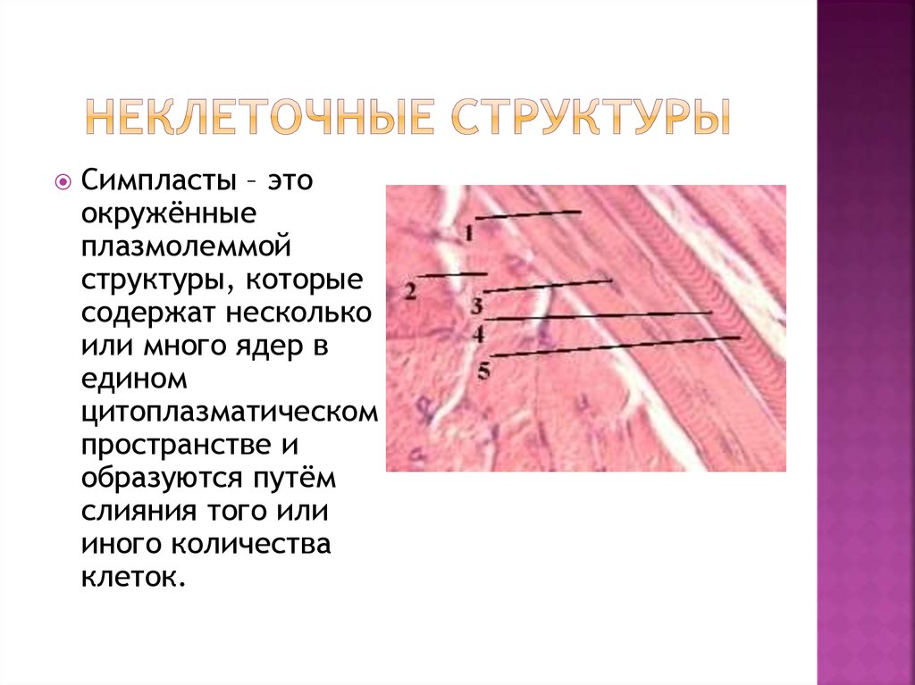 Гистология это. Симпласт гистология препарат. Симпласт строение гистология. Мышечное волокно Симпласт гистология. Мышечное волокно Симпласт гистология препарат.