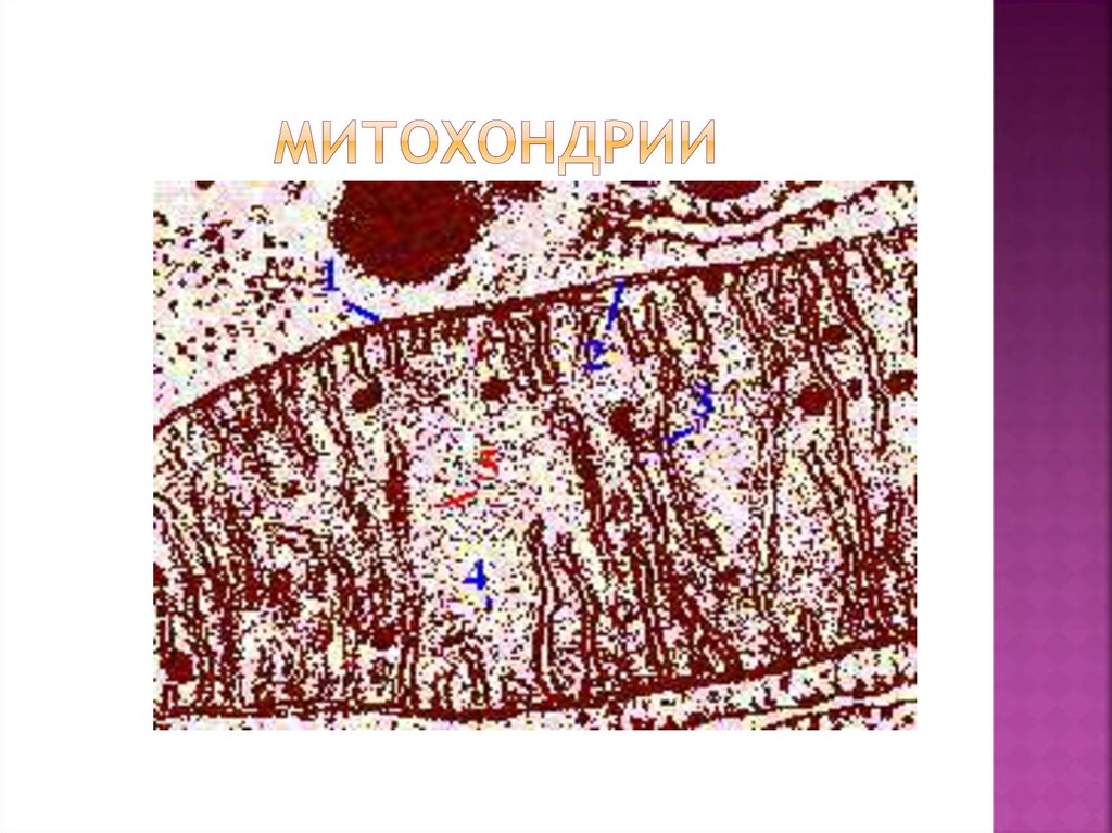 Митохондрии в клетках печени. Хондриосомы митохондрии в клетках кишечника аскариды. Хондриосомы в эпителиальных клетках кишечника аскариды. Митохондрии в эпителиальных клетках кишечника аскариды.