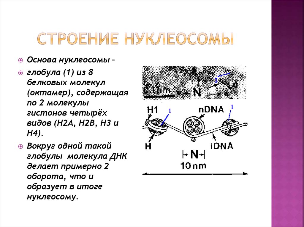 Зная строение. Функции нуклеосом. Строение нуклеосом. Структура нуклеосомы. Опишите строение нуклеосом.