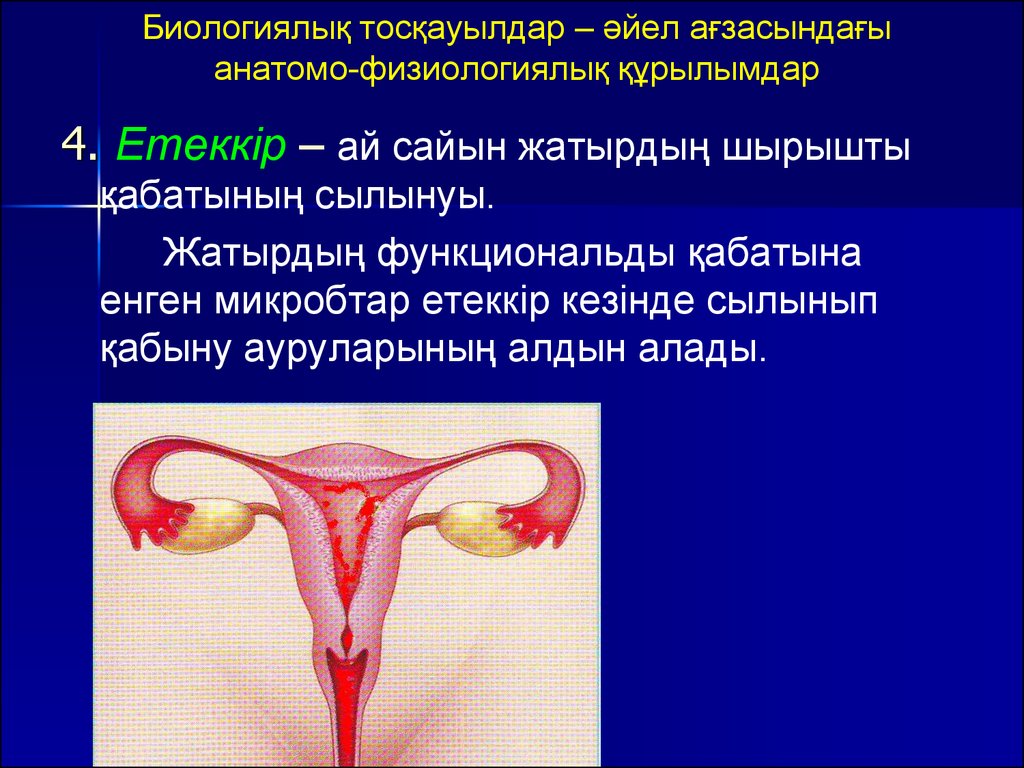 Етеккір циклі презентация