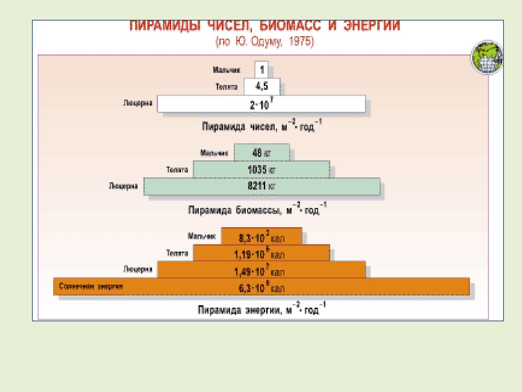 Экологические пирамиды биомасс энергии. Пирамиды численности биомассы и энергии. Пирамида биомасс пирамида чисел пирамида энергии. Экологические пирамиды чисел биомассы энергии. Экологические пирамиды пирамида биомасс.