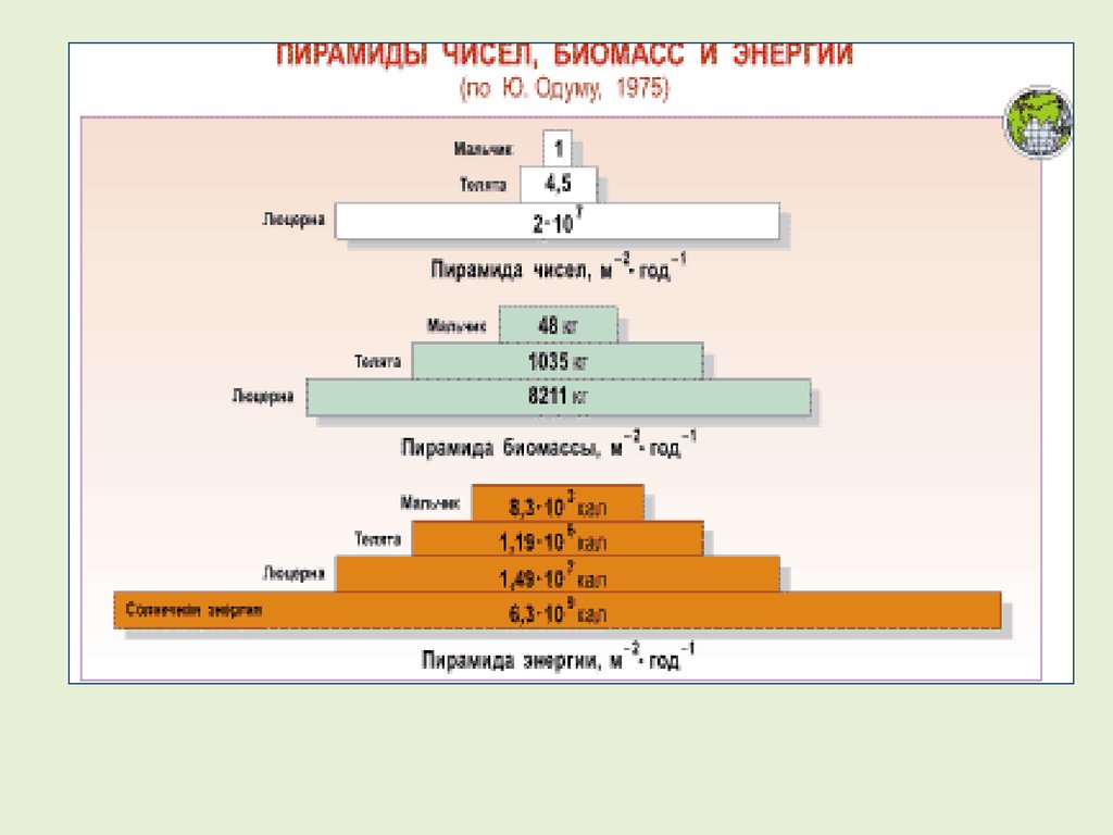 Пирамида энергии. Пирамида чисел и биомассы. Пирамиды чисел биомасс и энергии. Пирамида чисел, пирамида массы, пирамида энергии.. Пирамиды численности биомассы и энергии.