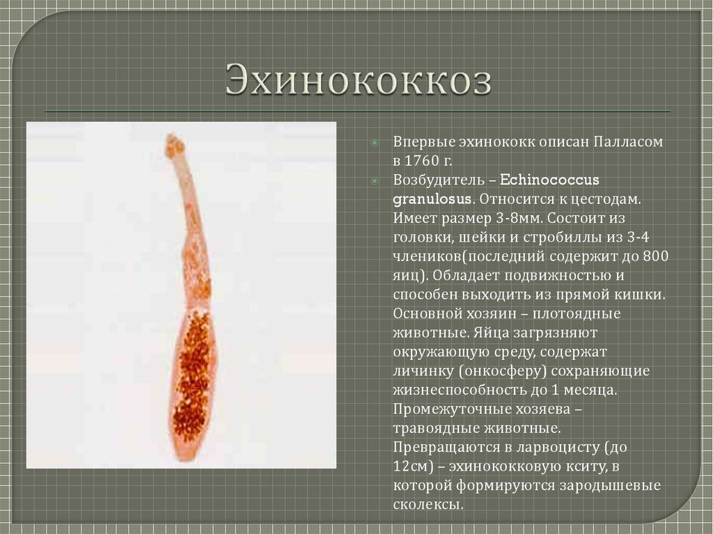 Эхинококки симптомы у людей лечение. Ленточный червь эхинококк. Ленточного гельминта эхинококка. Эхинококкоз гранулосус.