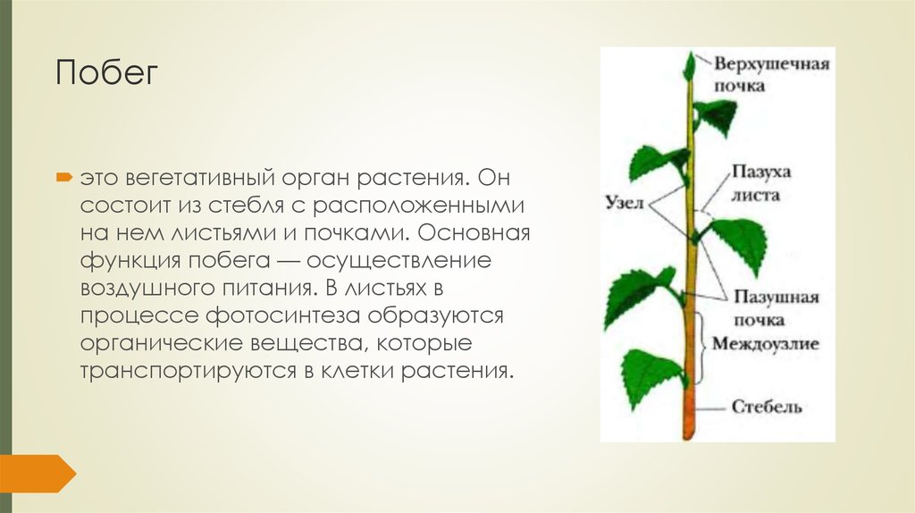 Листья долго сохраняют верхушечный рост. Побег это основной вегетативный орган растения. Побег стебель строение и функции почка. Побег это стебель растения состоящий из. Побег растения состоит из.