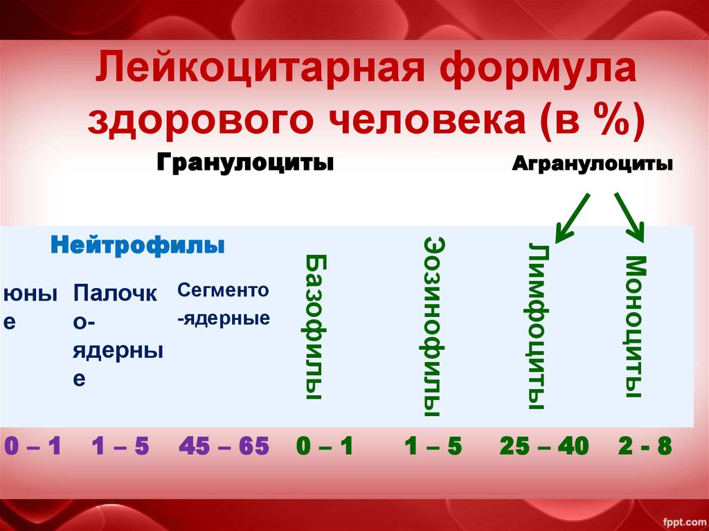 Изменения в лейкоцитарной формуле. Лейкоцитарная формула крови здорового человека. Лейкоцитарная формула нейтрофилы. Лейкоцитарная формула здорового человека таблица. Лейкоцитарная формула крови норма сдвиги.