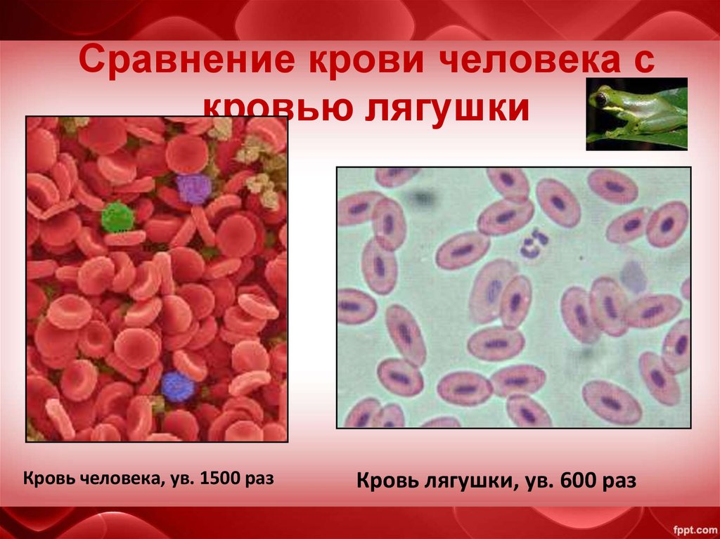 Исследование крови лягушки какая биологическая наука. Строение крови человека. Кровь человека презентация. Лейкоциты в крови лягушки.