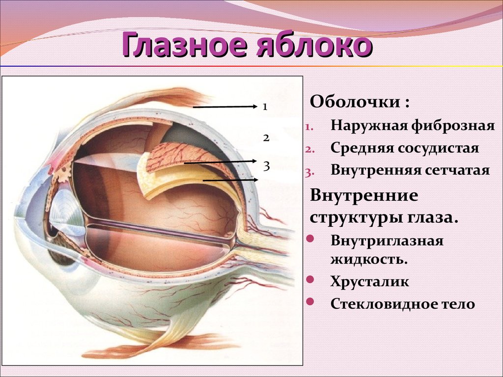 Что внутри глаза. Фиброзная оболочка глаза анатомия. Глазное яблоко изнутри заполнено:. Строение фиброзной капсулы глаза. Строение глаза оболочки.